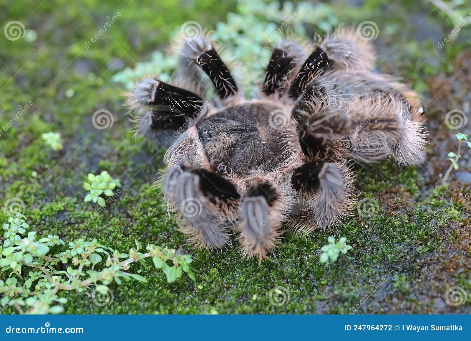 19603 pinktoe tarantula