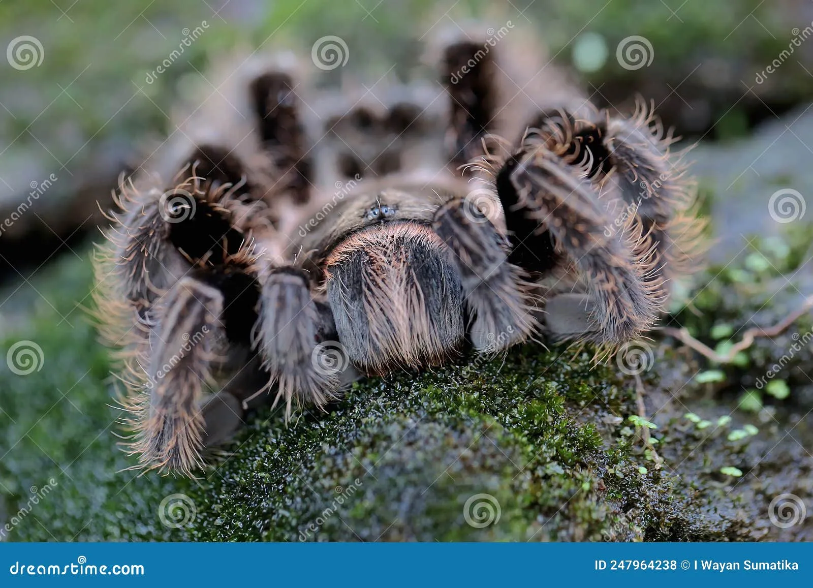 19603 tarantula aggression factors