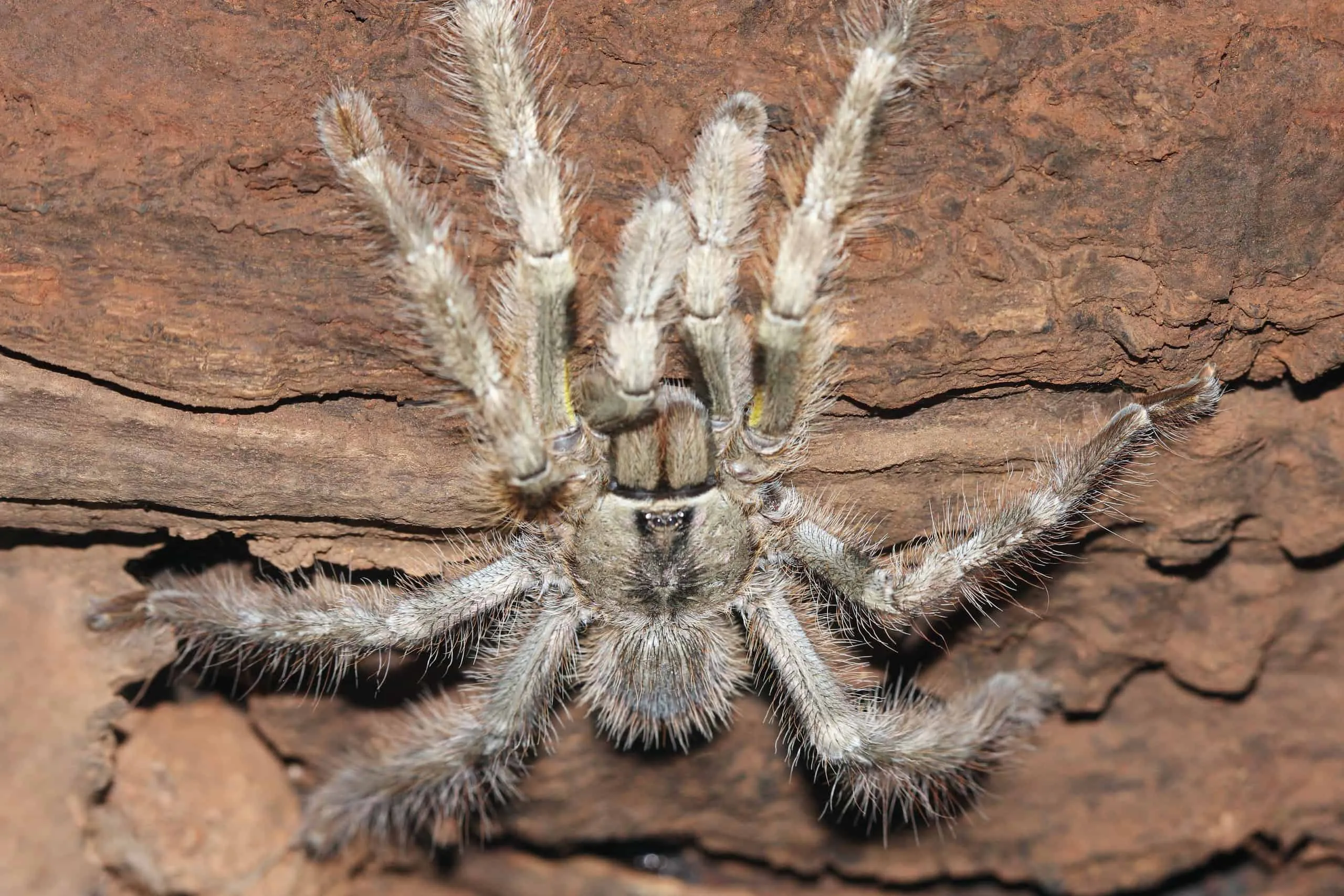 19604 birdeater tarantula 3