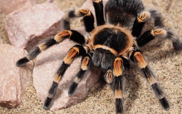 19604 birdeater tarantula 4