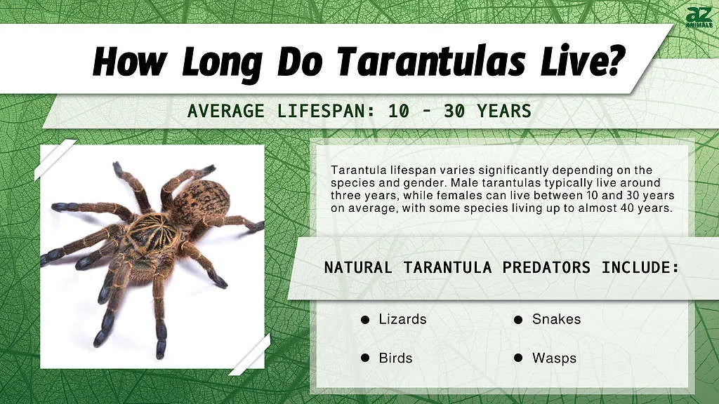 19604 birdeater tarantula 6