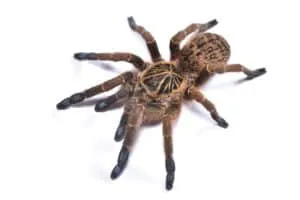 /img/19604-birdeater-tarantula-7.webp