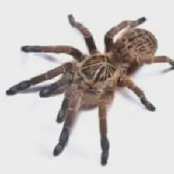 /img/19604-birdeater-tarantula-7.webp