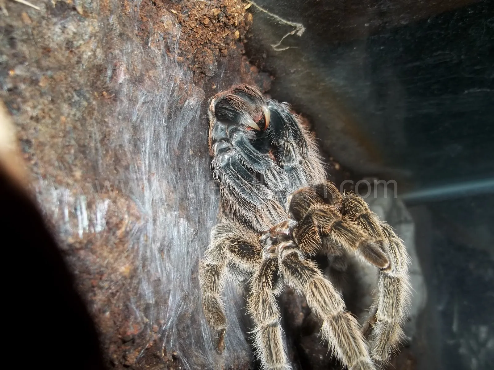 19605 tarantula after molting