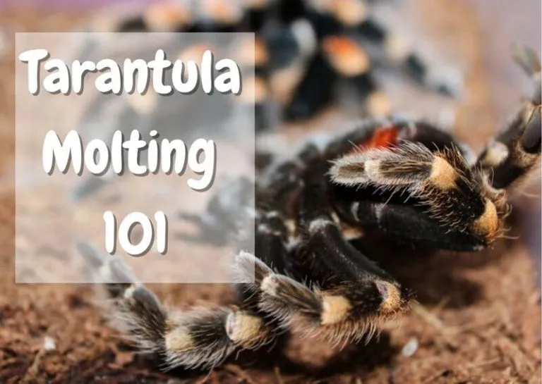 19605 tarantula molting 2