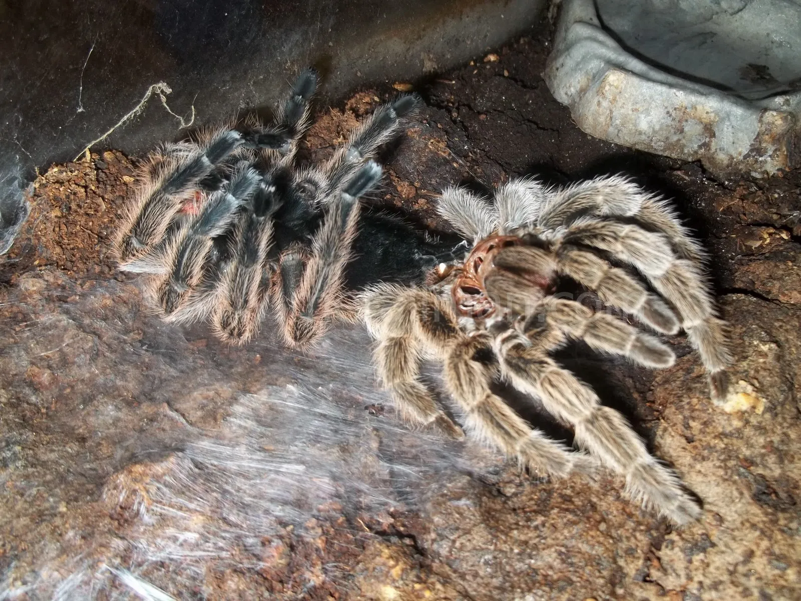19605 tarantula stuck molt