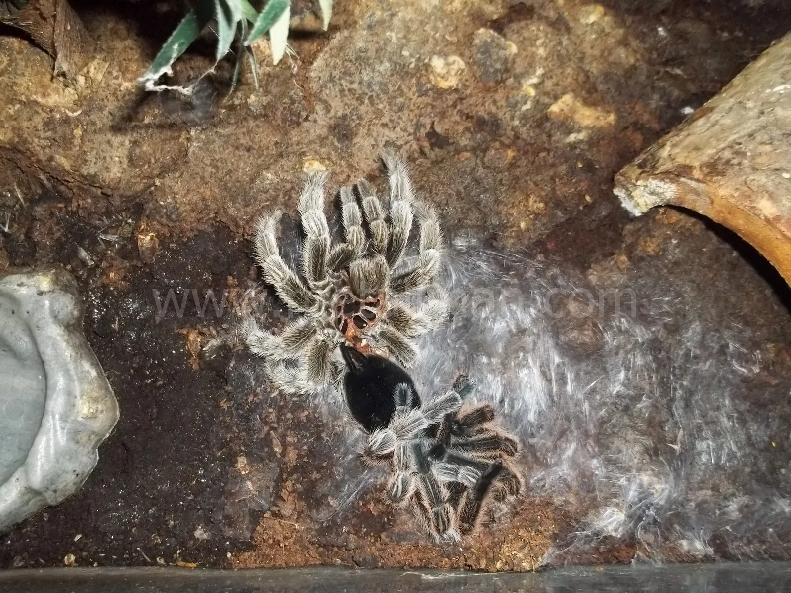/img/19605-tarantula-veterinary-care.webp