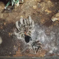 /img/19605-tarantula-veterinary-care.webp
