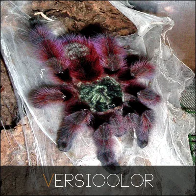 19606 tarantula image 2