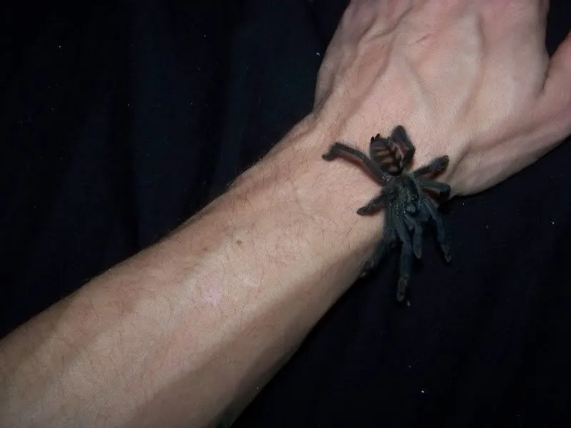 19606 tarantula image 3