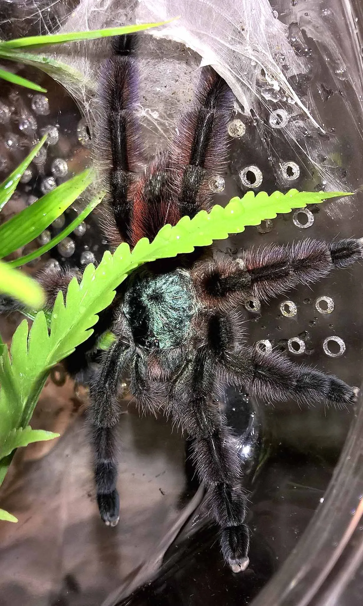 19606 tarantula image 4