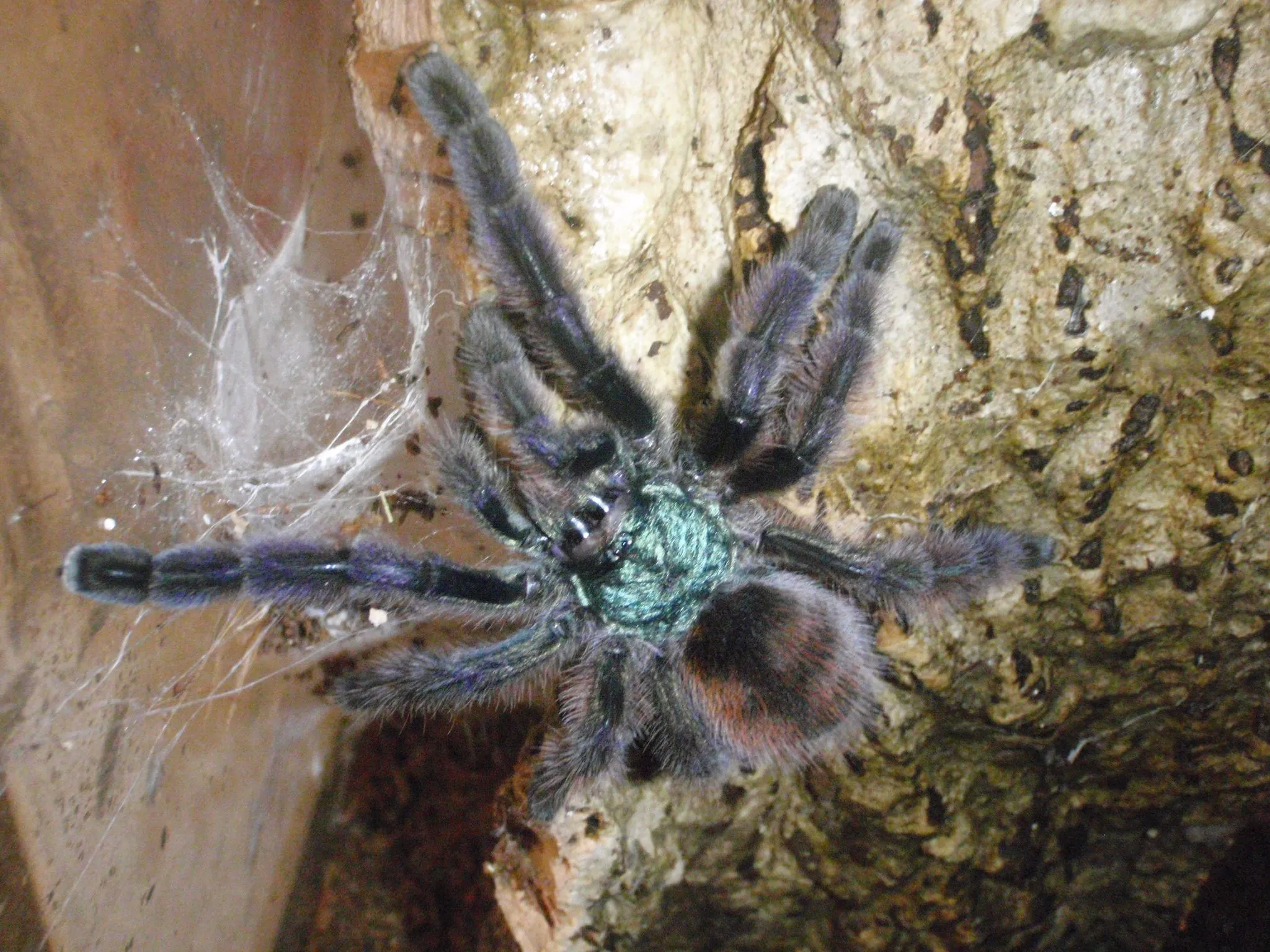 19606 tarantula image 5