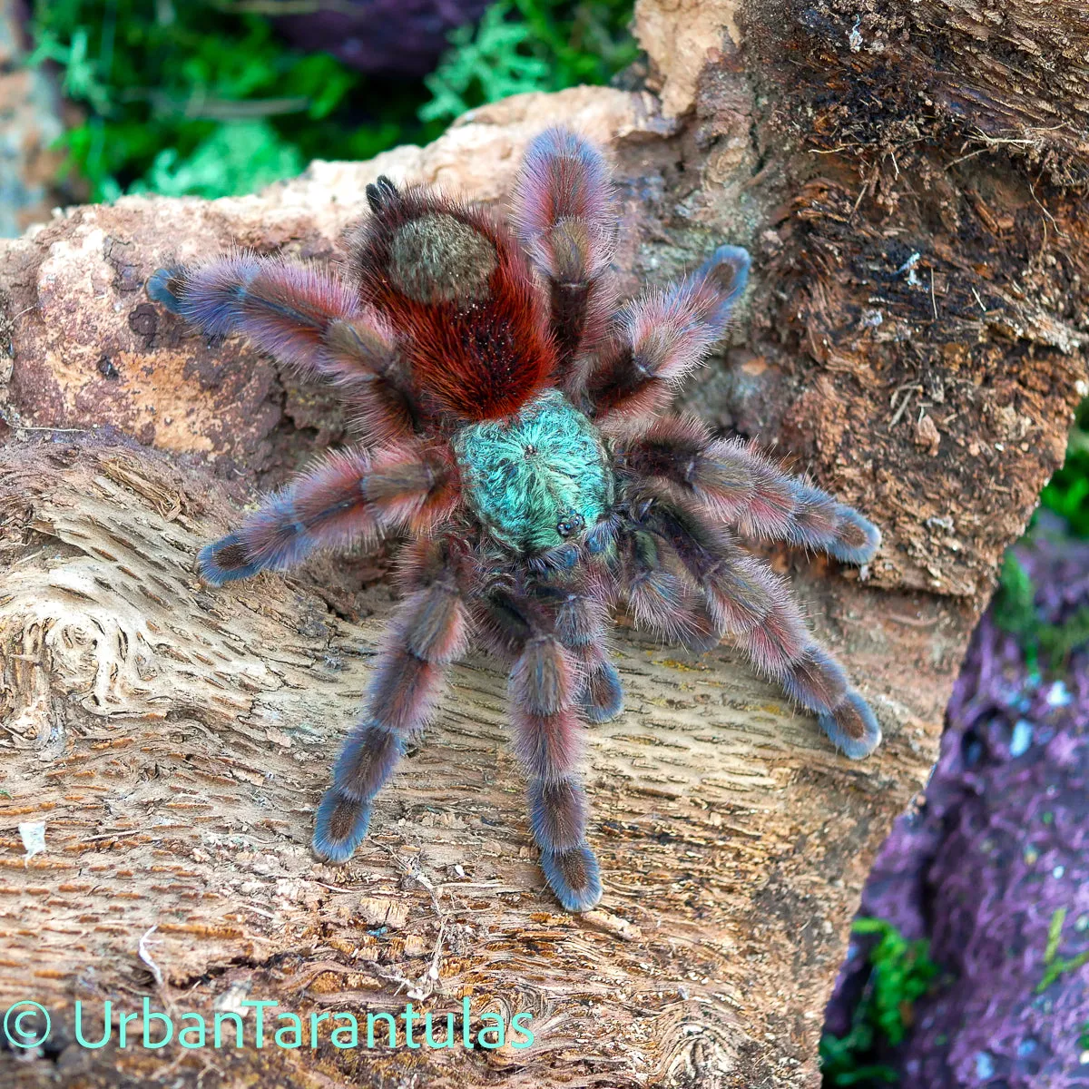 19606 tarantula image 6