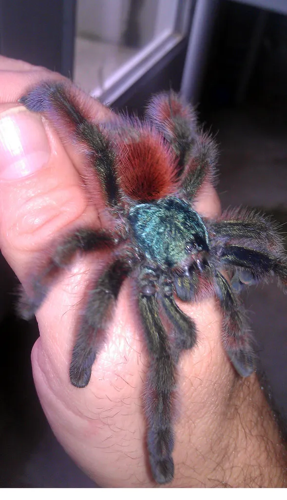 /img/19606-tarantula-image-7.webp