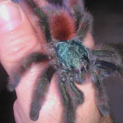 /img/19606-tarantula-image-7.webp