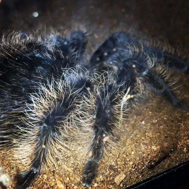 /img/19607-tarantula-handling.webp
