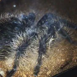 /img/19607-tarantula-handling.webp