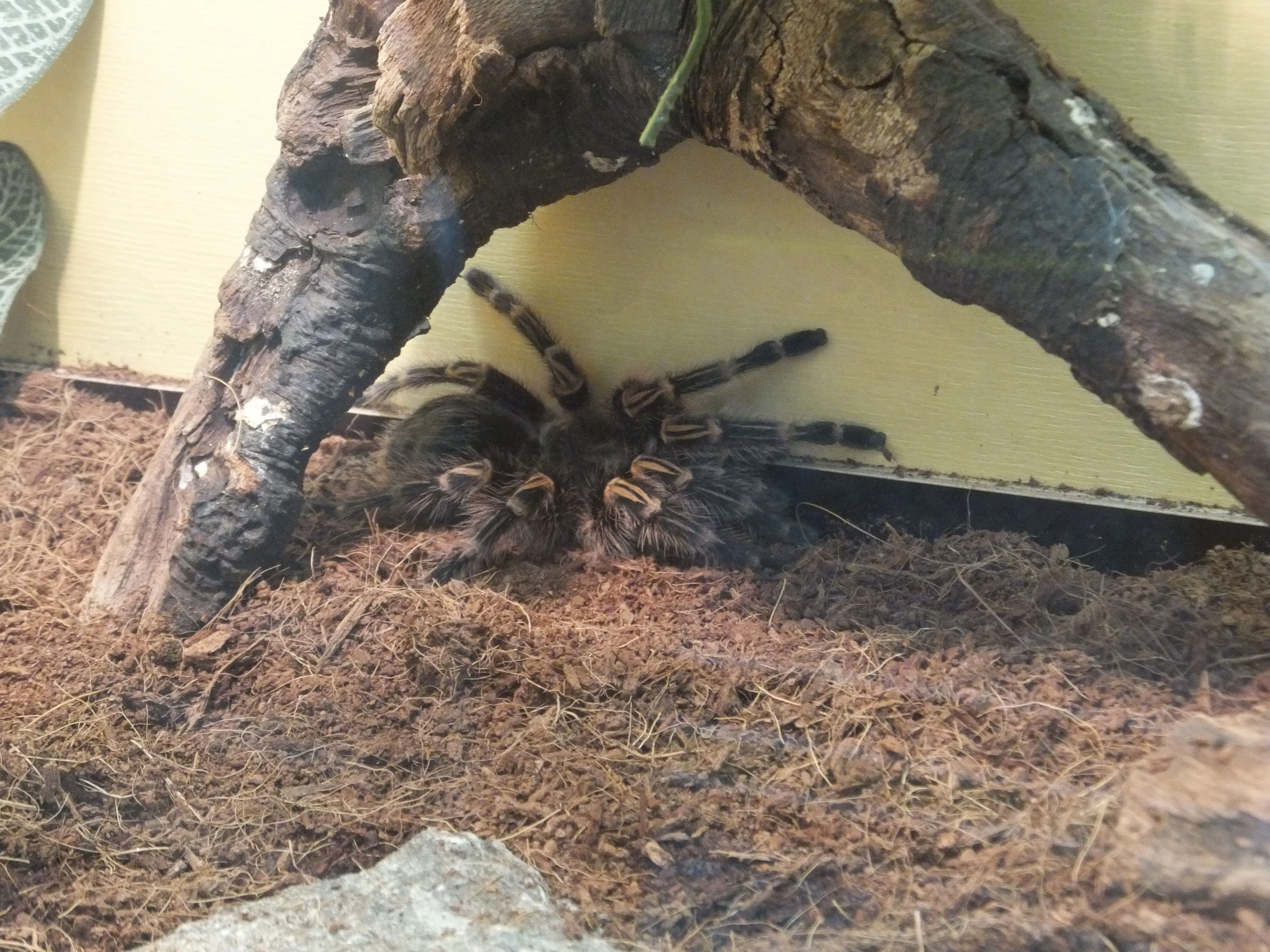 19607 tarantula smelling