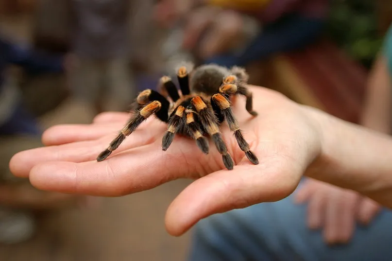 19608 tarantula pet