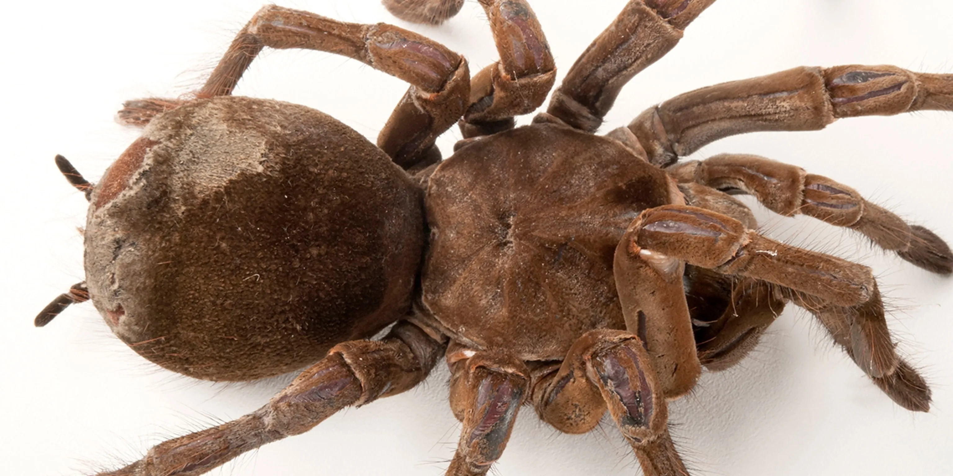 19611 goliath birdeater diet