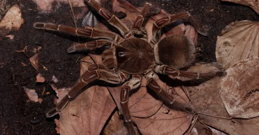 19611 goliath birdeater habitat