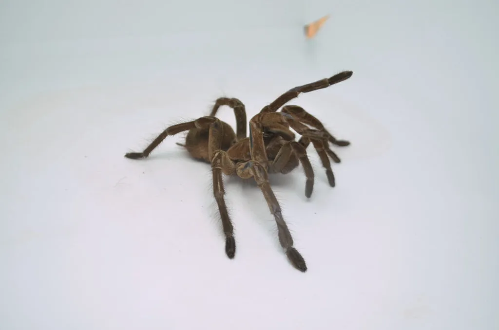 19611 goliath birdeater size