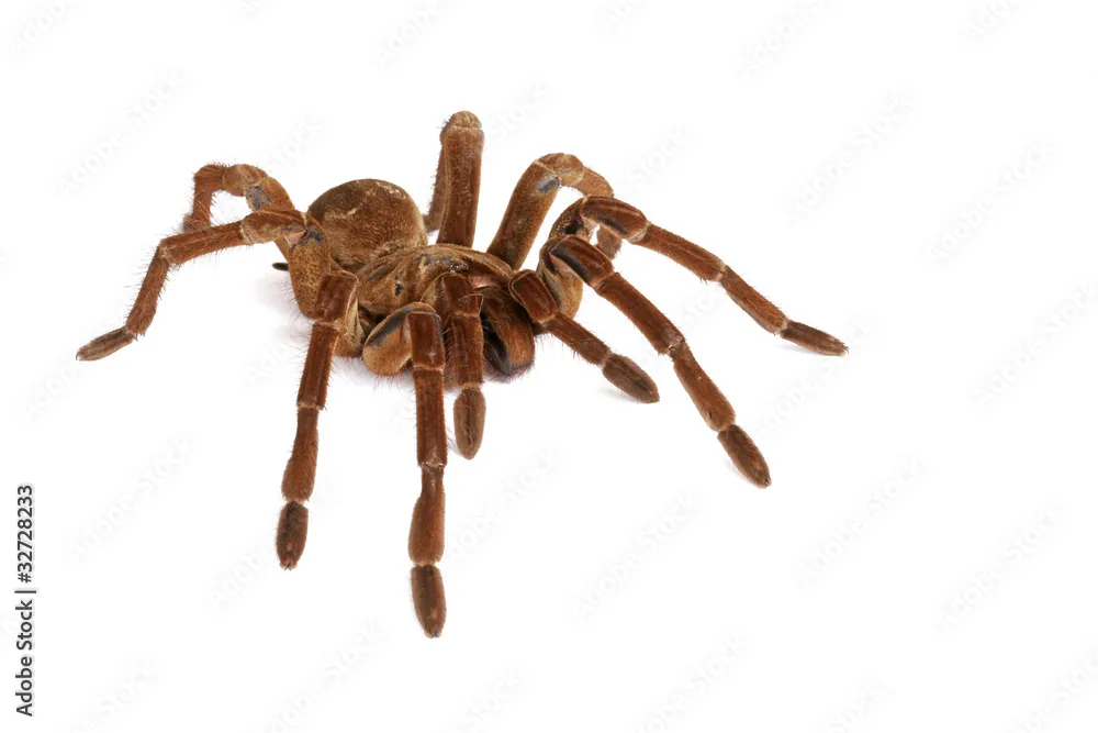/img/19611-tarantula-diet.webp