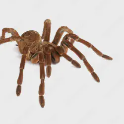 /img/19611-tarantula-diet.webp