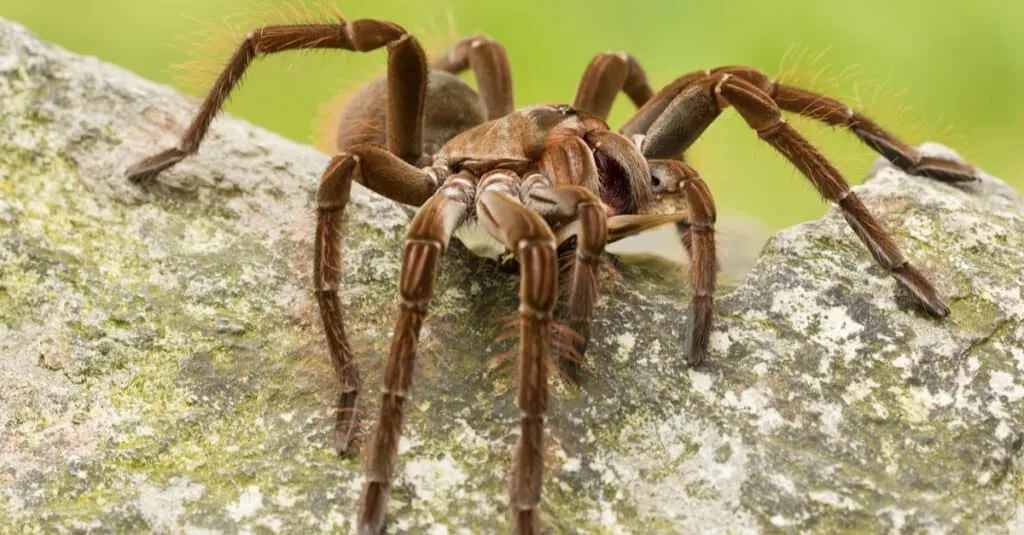 19611 tarantula habitat