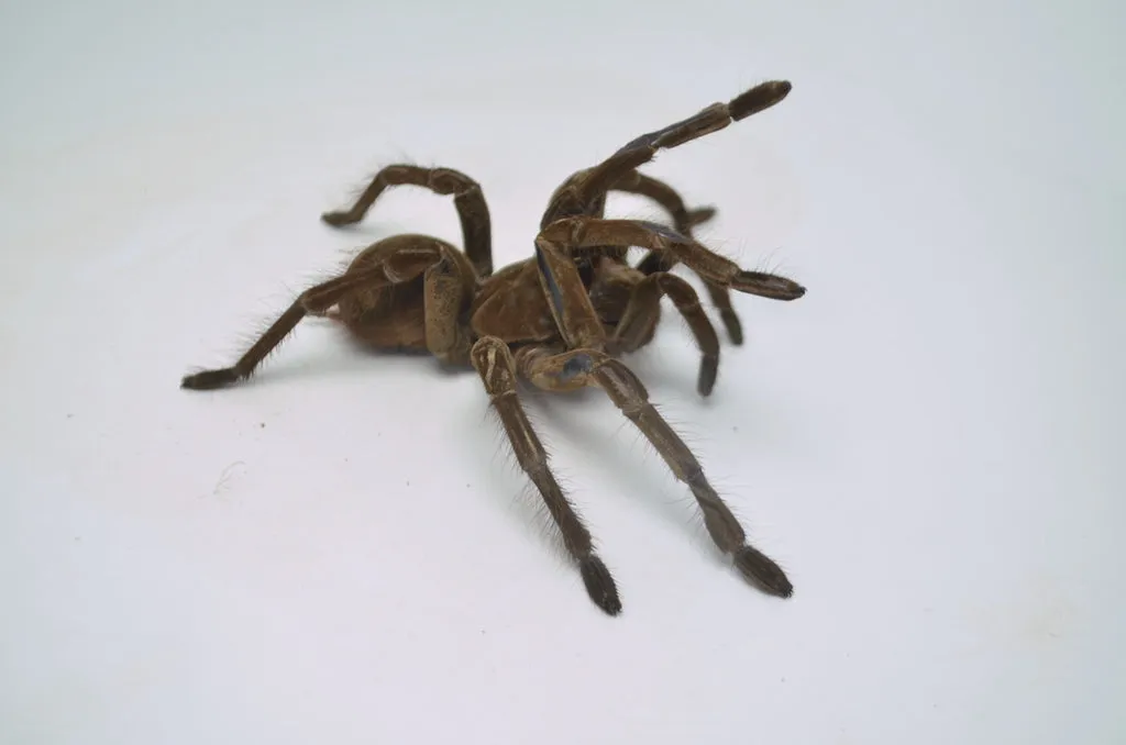 19611 tarantula size