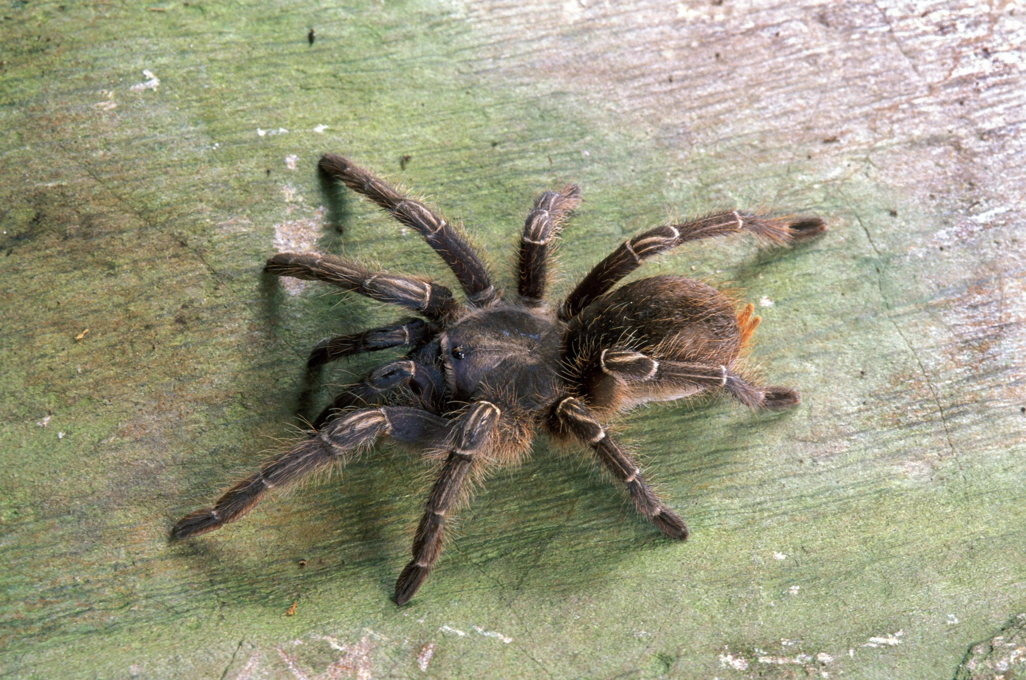 /img/19612-brazilian-black.webp