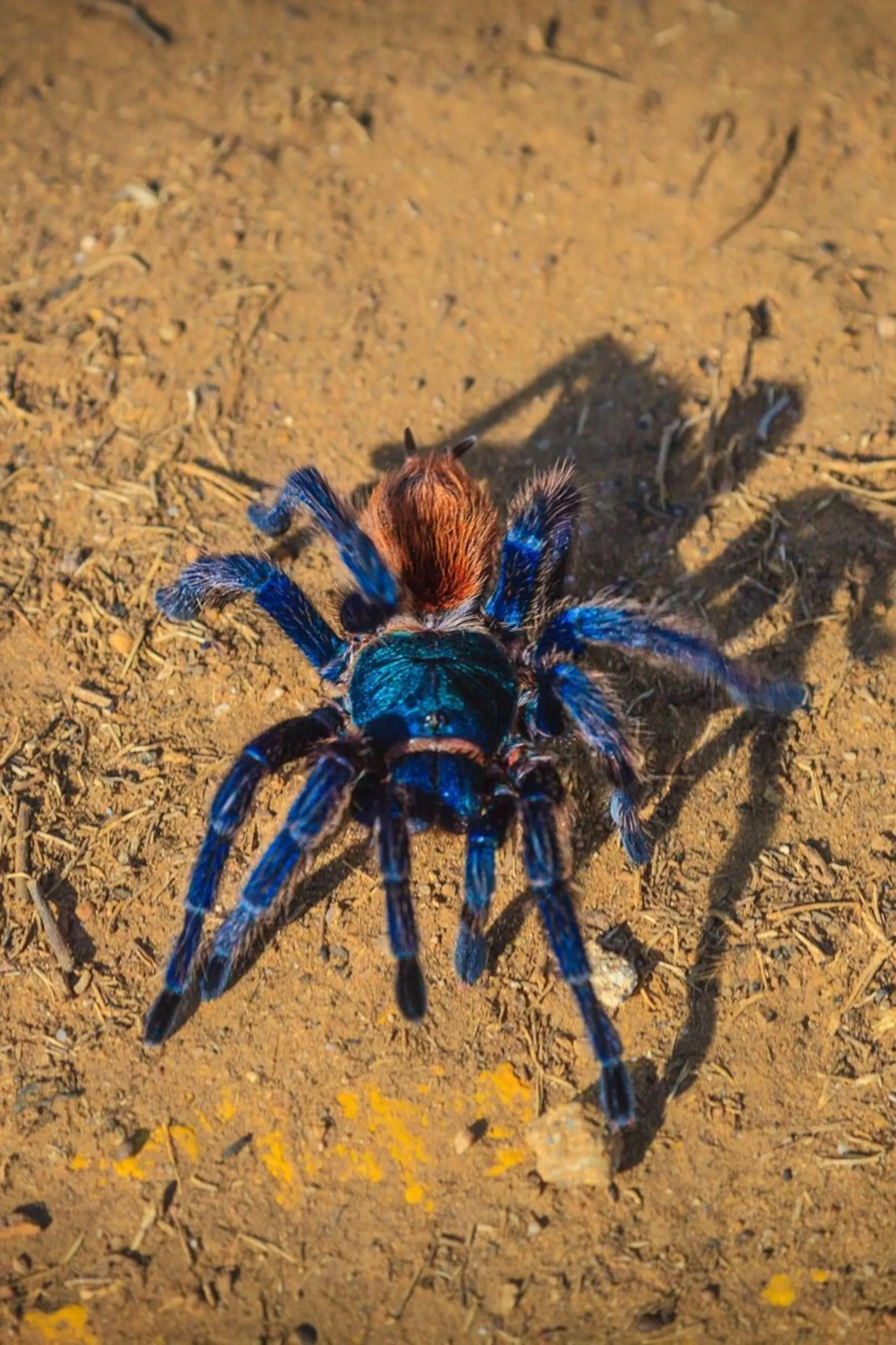 19612 goliath birdeater