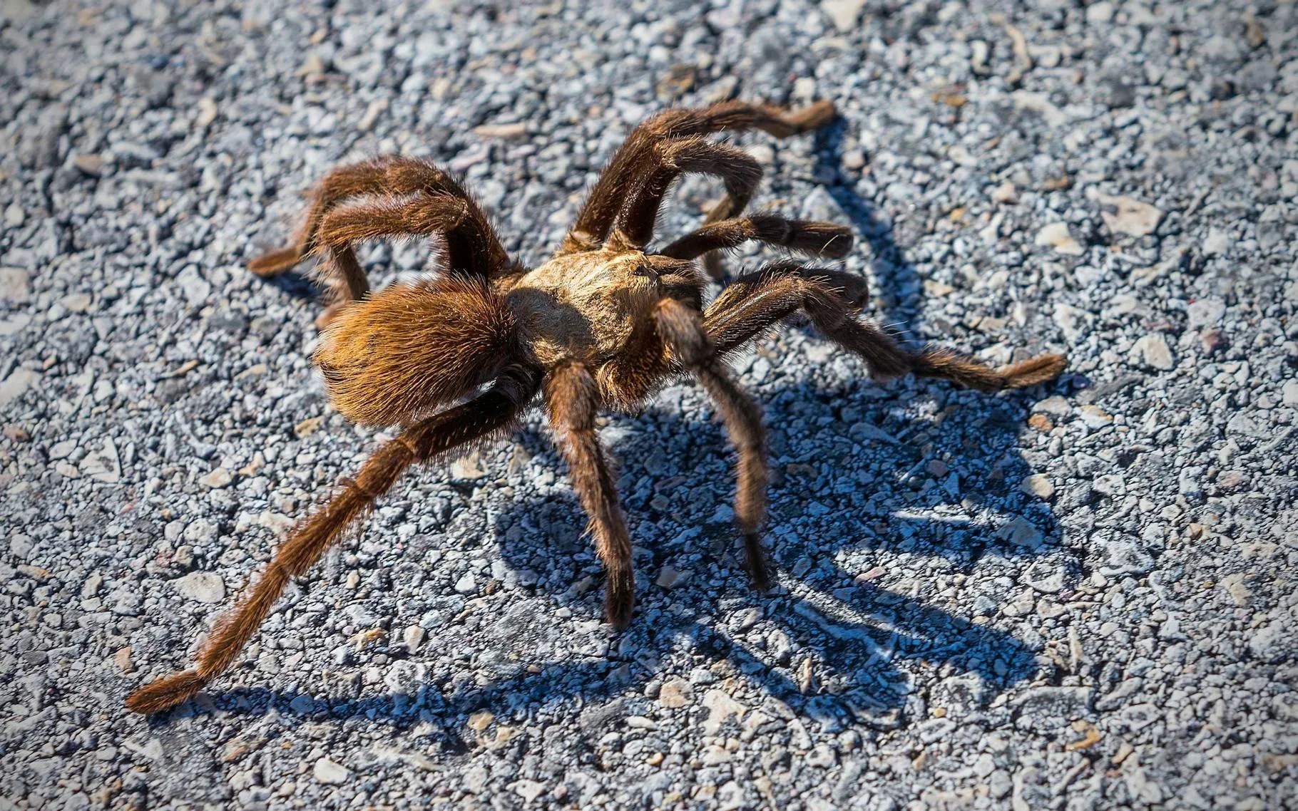 19613 tarantula conservation