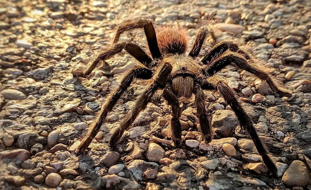 19613 tarantula mating season