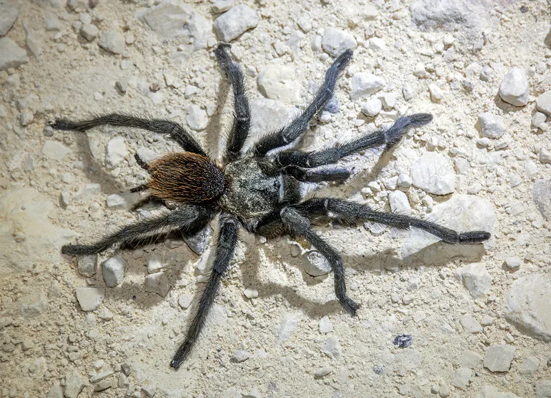 /img/19613-tarantula-observation.webp