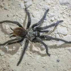 /img/19613-tarantula-observation.webp