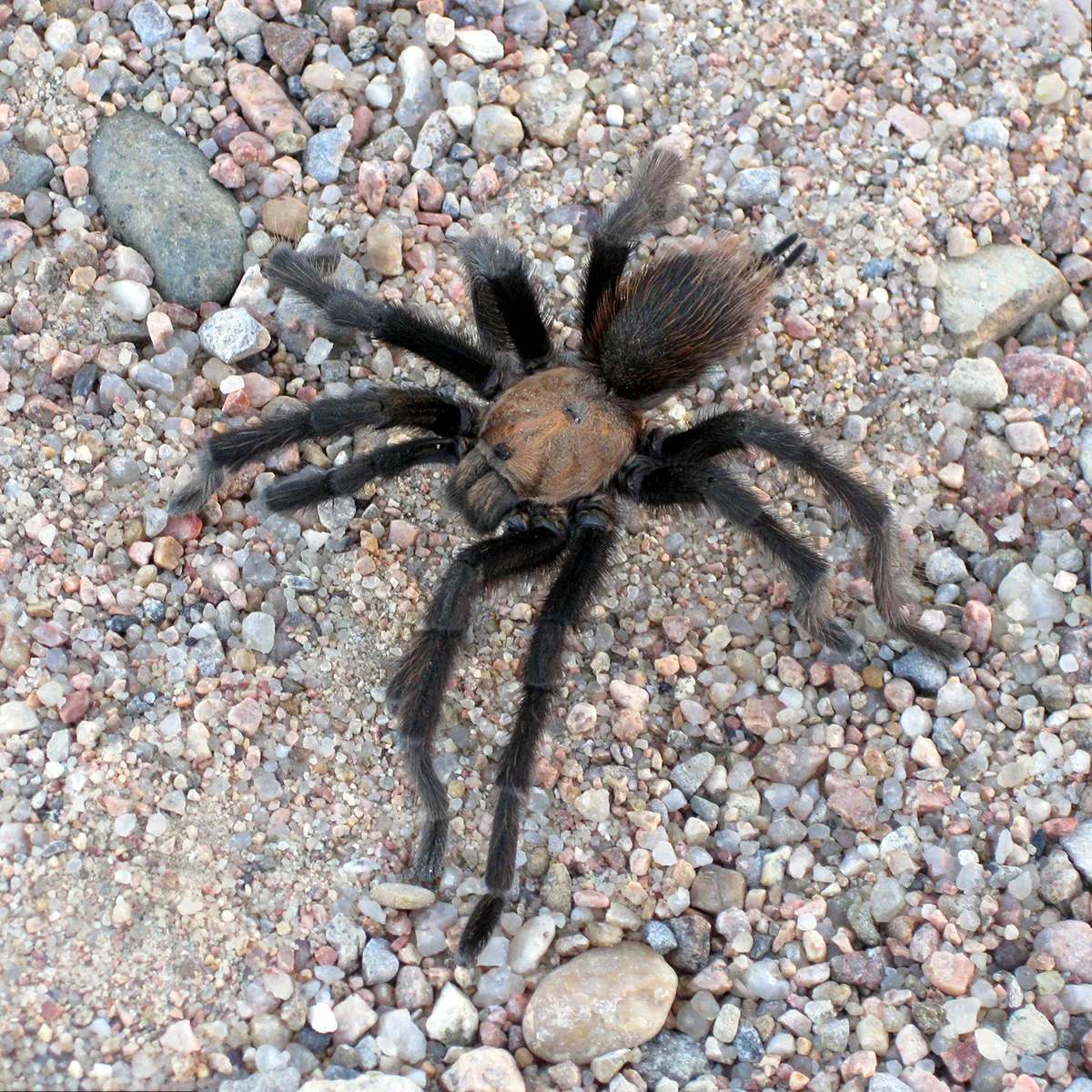 19613 texas brown tarantula