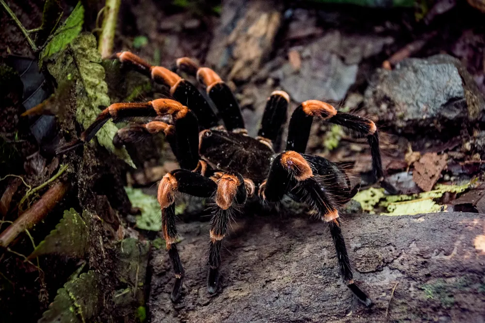 19614 choosing your tarantula