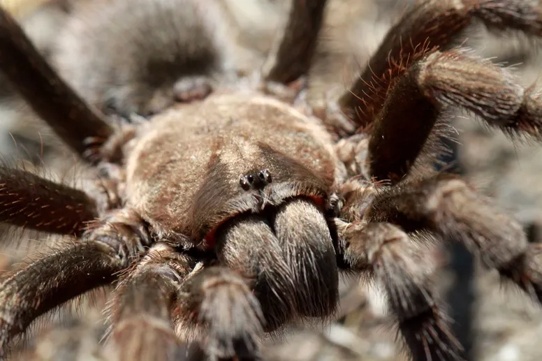 19614 feeding tarantula