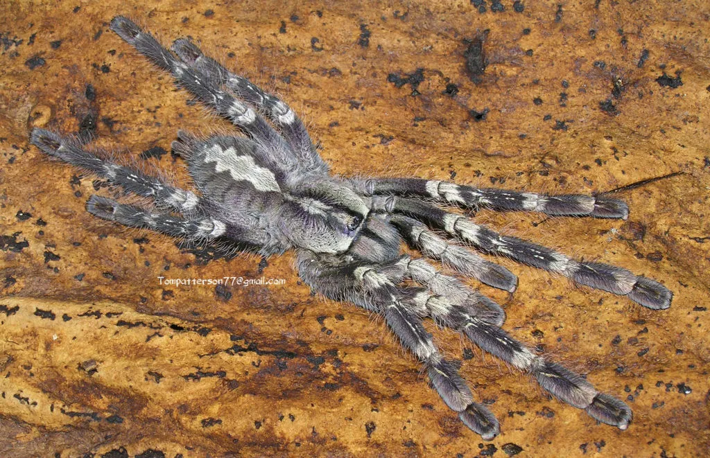 19614 handling tarantula