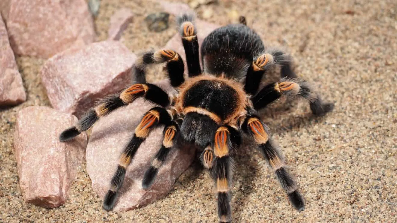 /img/19614-tarantula-breeding.webp
