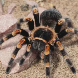 /img/19614-tarantula-breeding.webp