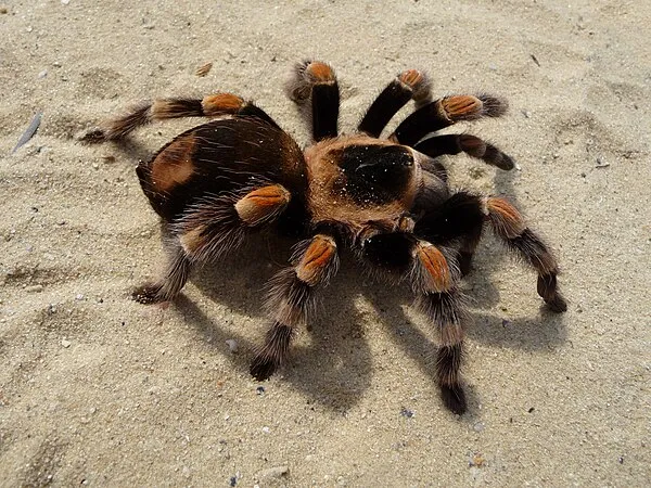 19614 tarantula habitat