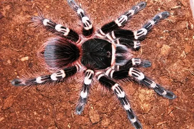 /img/19615-giant-white-knee-tarantula-breeding.webp