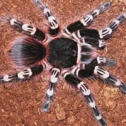 /img/19615-giant-white-knee-tarantula-breeding.webp