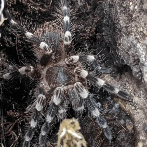 19615 giant white knee tarantula enclosure