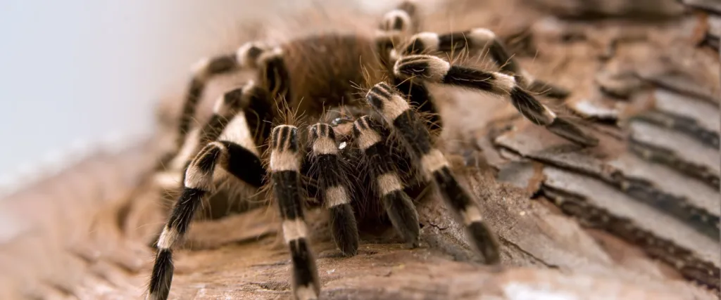 19615 giant white knee tarantula feeding