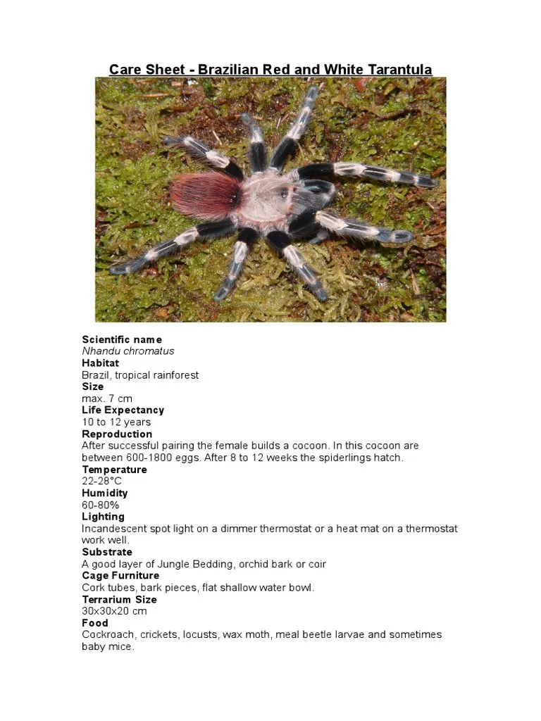 19615 giant white knee tarantula habitat