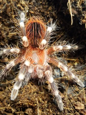 19615 giant white knee tarantula handling