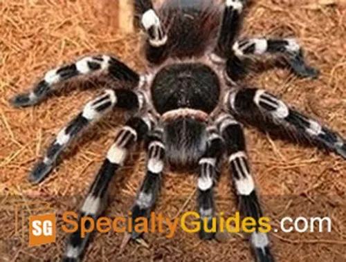 19615 giant white knee tarantula molting
